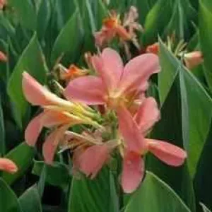 Canna 'Freckle Face' (Bare Root)