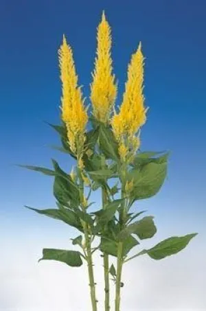 Celosia Plumosa Century Yellow Flower Seeds
