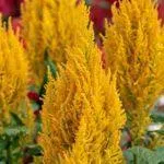 Celosia Plumosa Century Yellow Flower Seeds