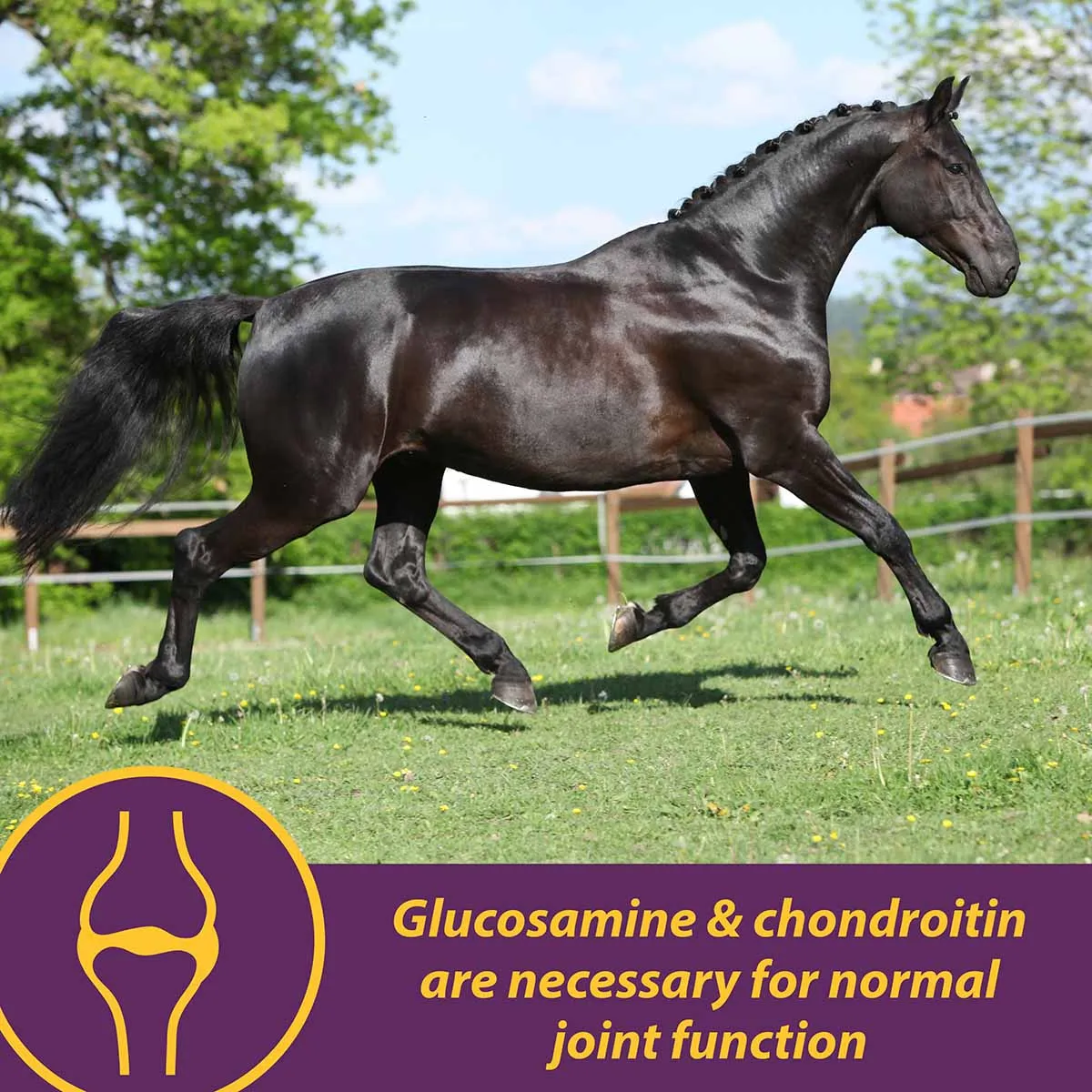Joint Combo™ Pellets for Horses