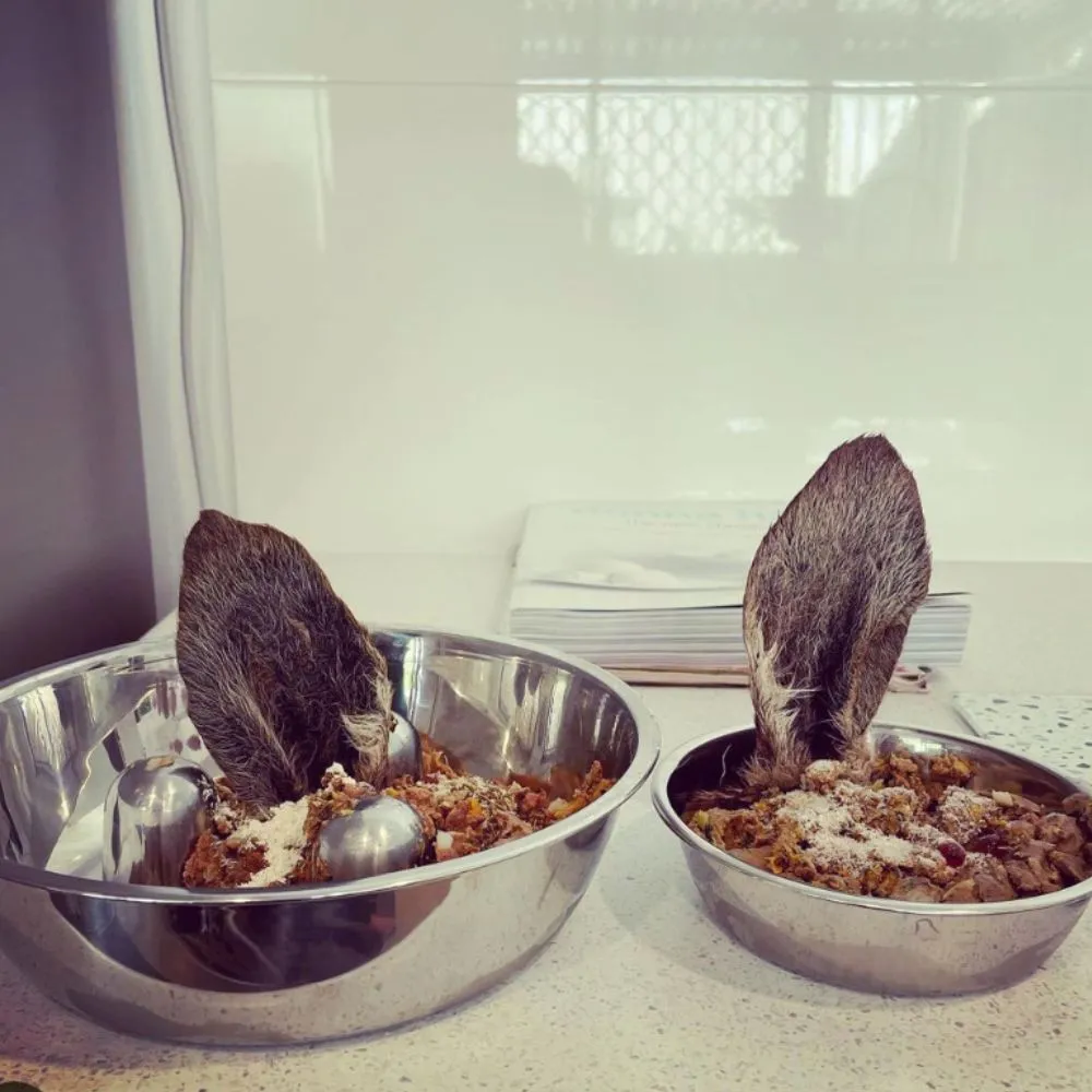 Kangaroo Ears (Fur On)