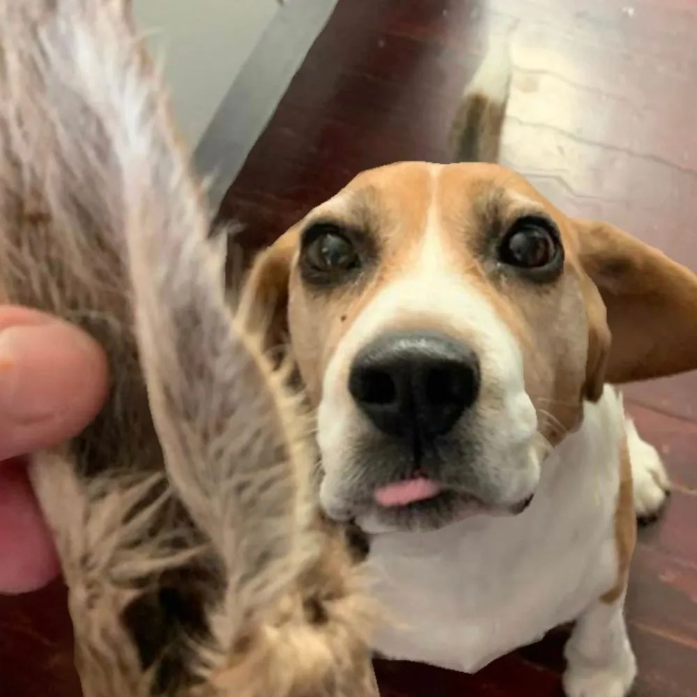 Kangaroo Ears (Fur On)