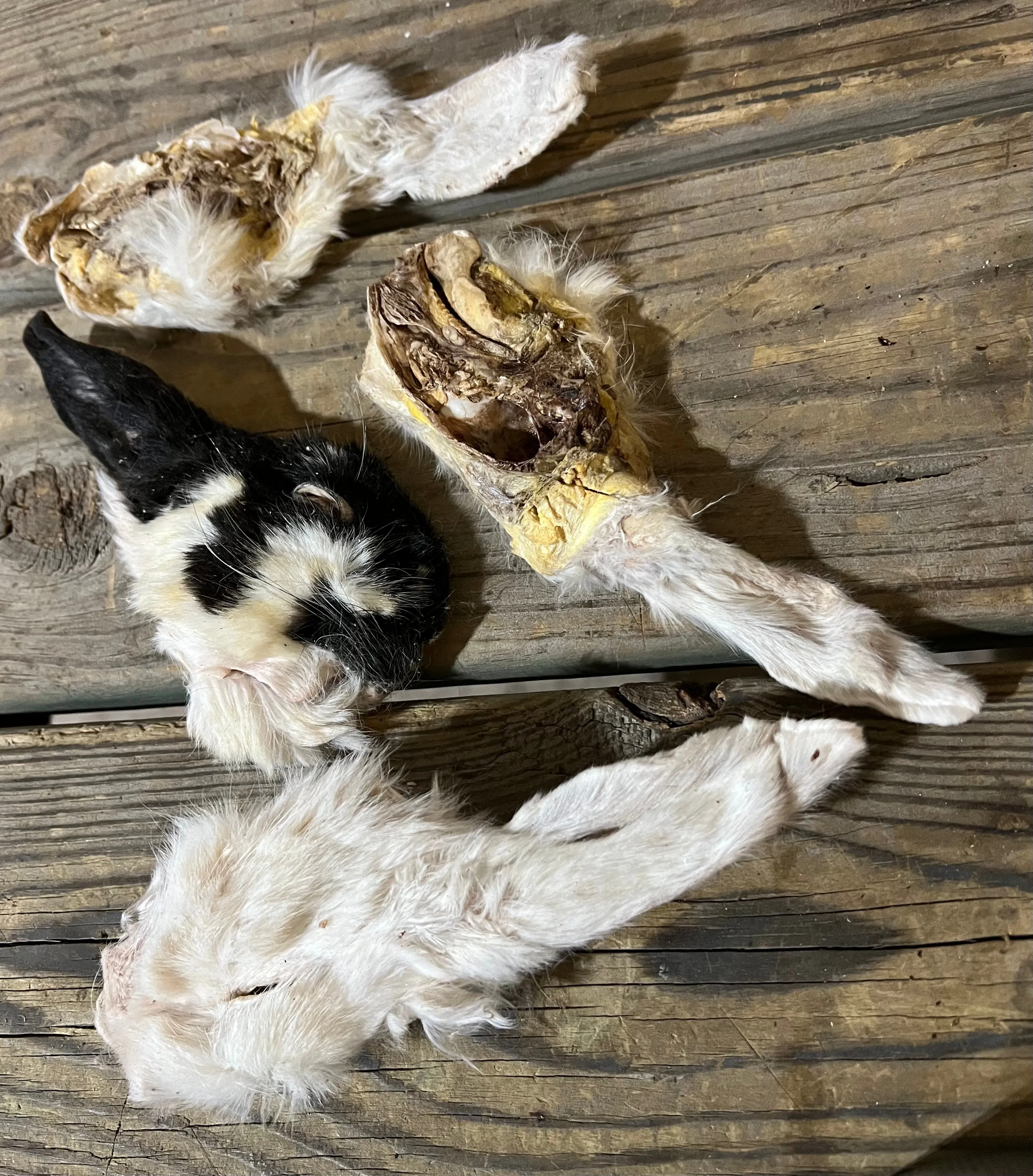 RABBIT Head, Dehydrated Freeze Dried **Treat Pet Candy