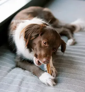 Whimzees by Wellness Daily Dental Stix